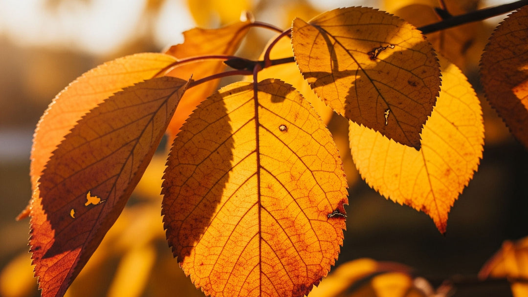 Autumnal forest scene full of russet leaves