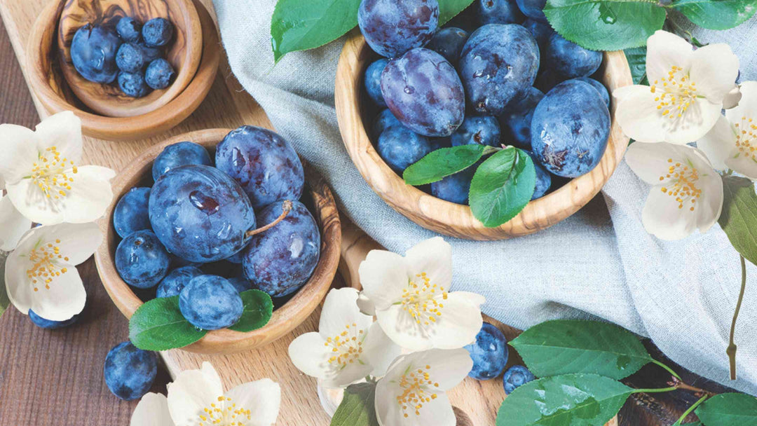 Dark purple damsons growing on a tree