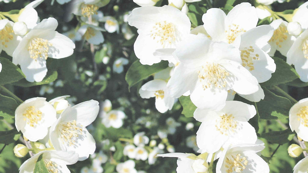 White flowers against a dusky sky