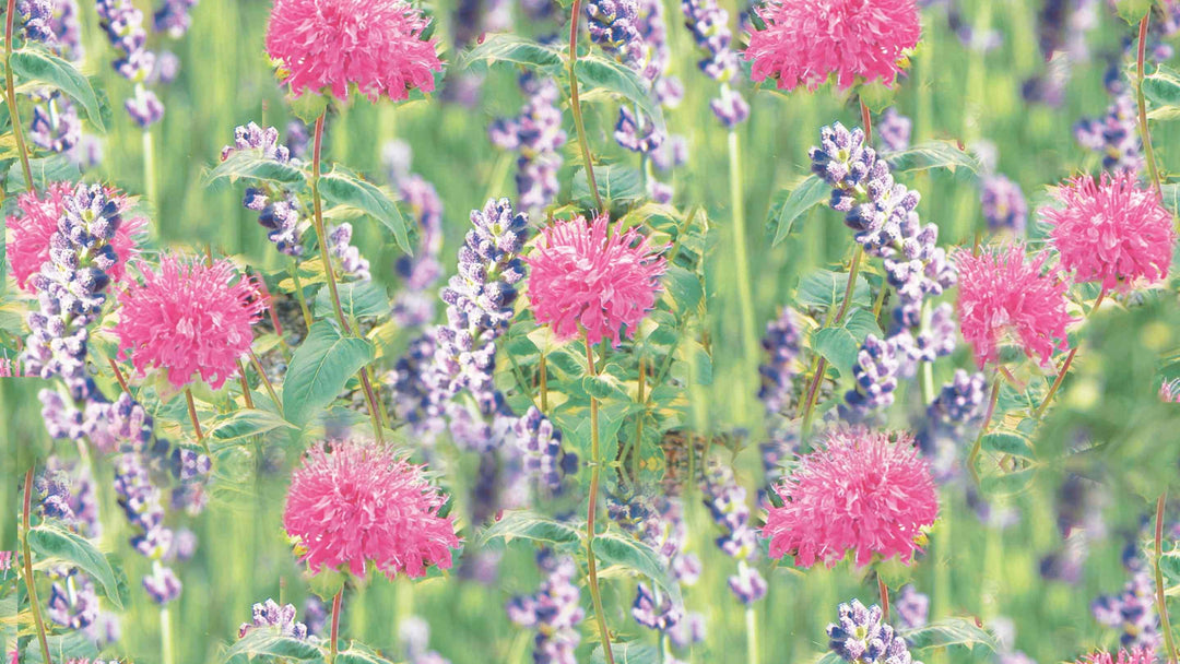 Lavender flowers in a field