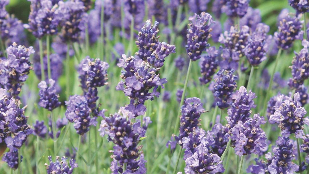Lavender flowers growing in a field