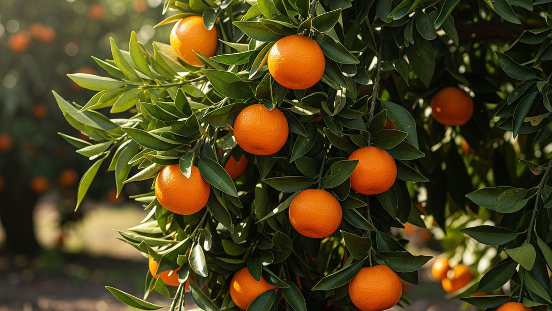 Mandarin fruits growing on a tree