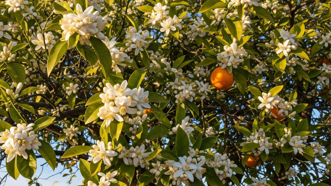 Oranges and orange blossoms on a tree
