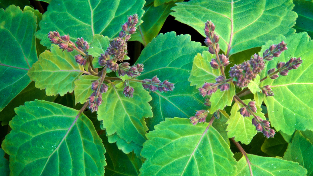 Patchouli plants with purple flowers and green leaves