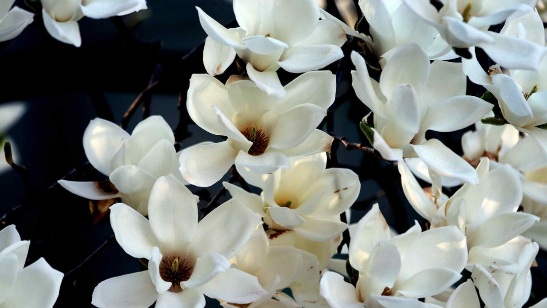 Magnolia flowers against a pale blue sky