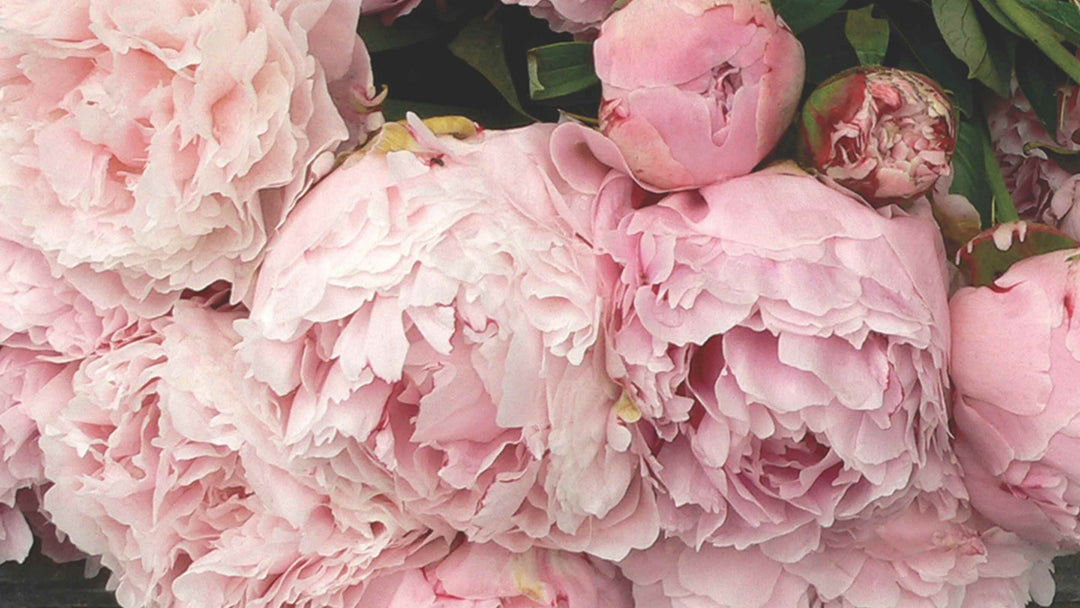 Bunches of flowers at a market