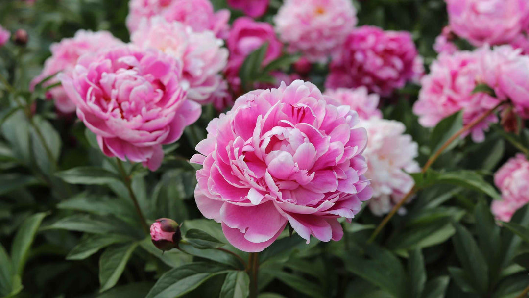 Light pink peony flowers growing on a bush