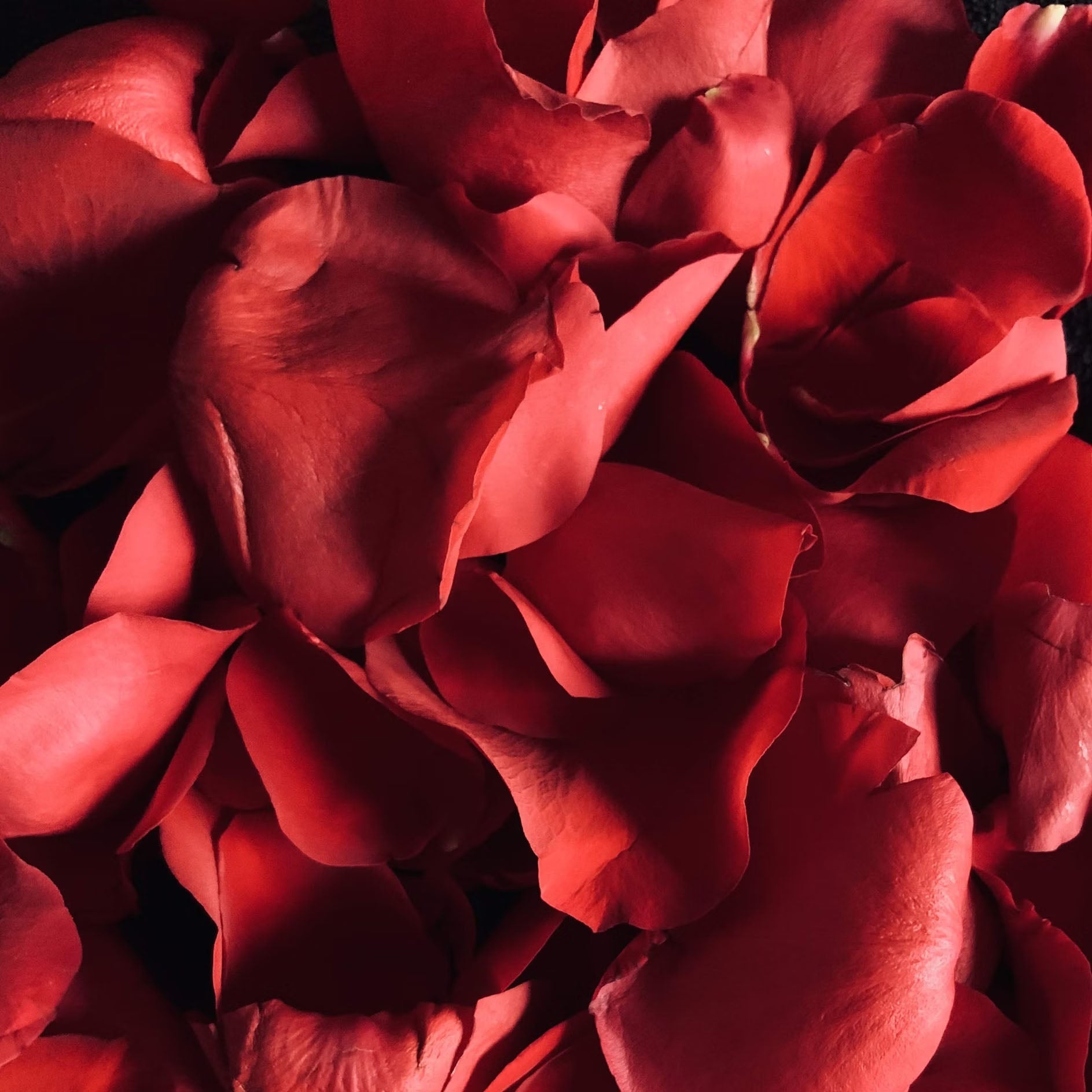 Close up of red rose petals