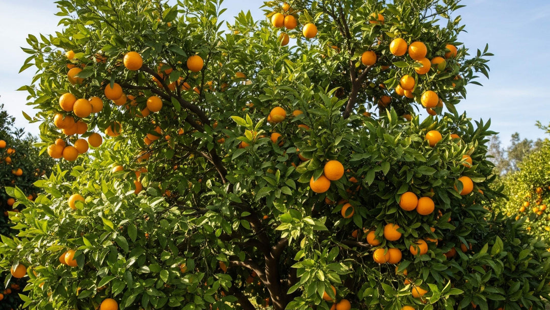 Close up of oranges growing on a tree