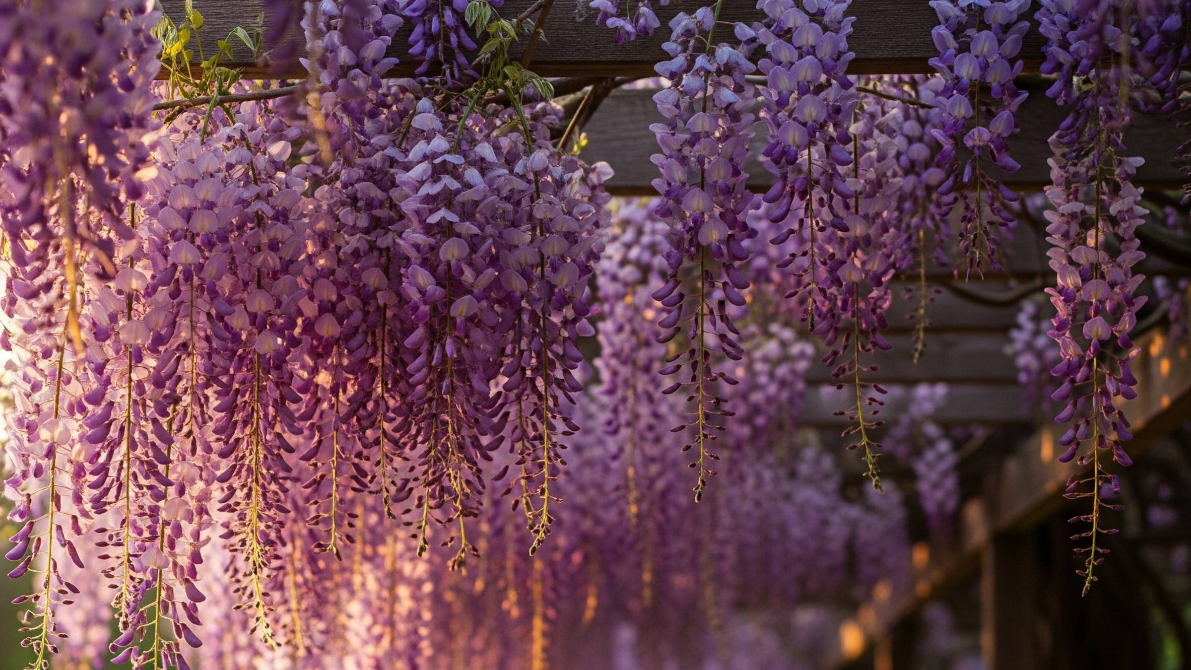 Purple boughs of wisteria flowers against a blue sky