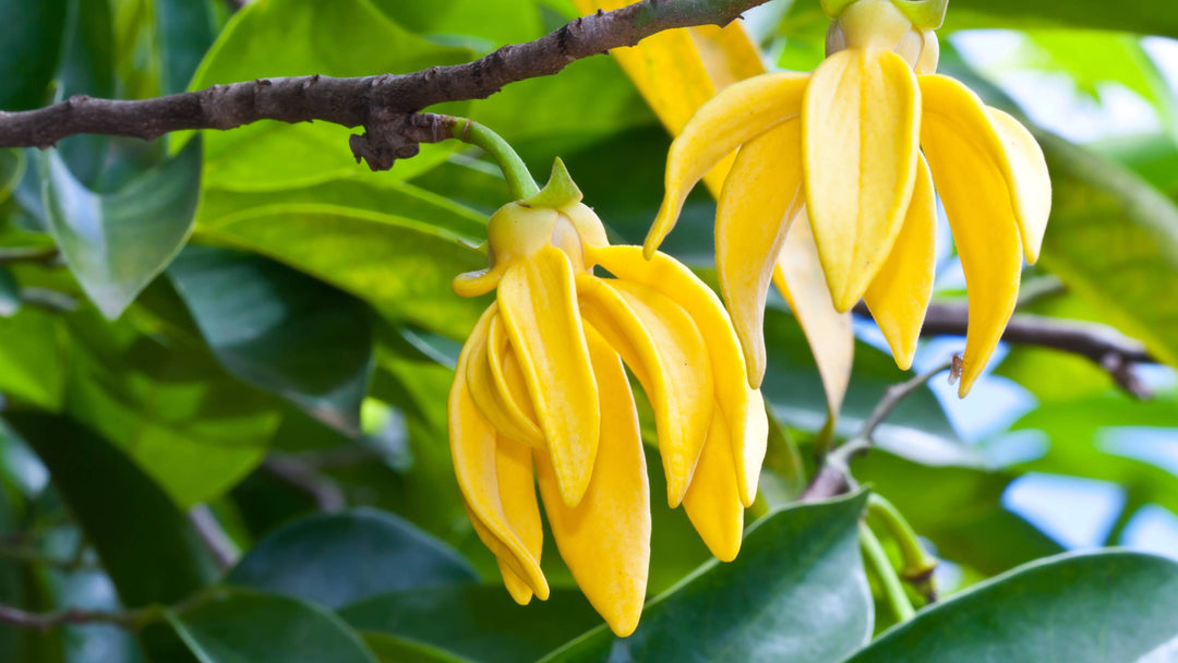 Yellow ylang ylang flower on a tree
