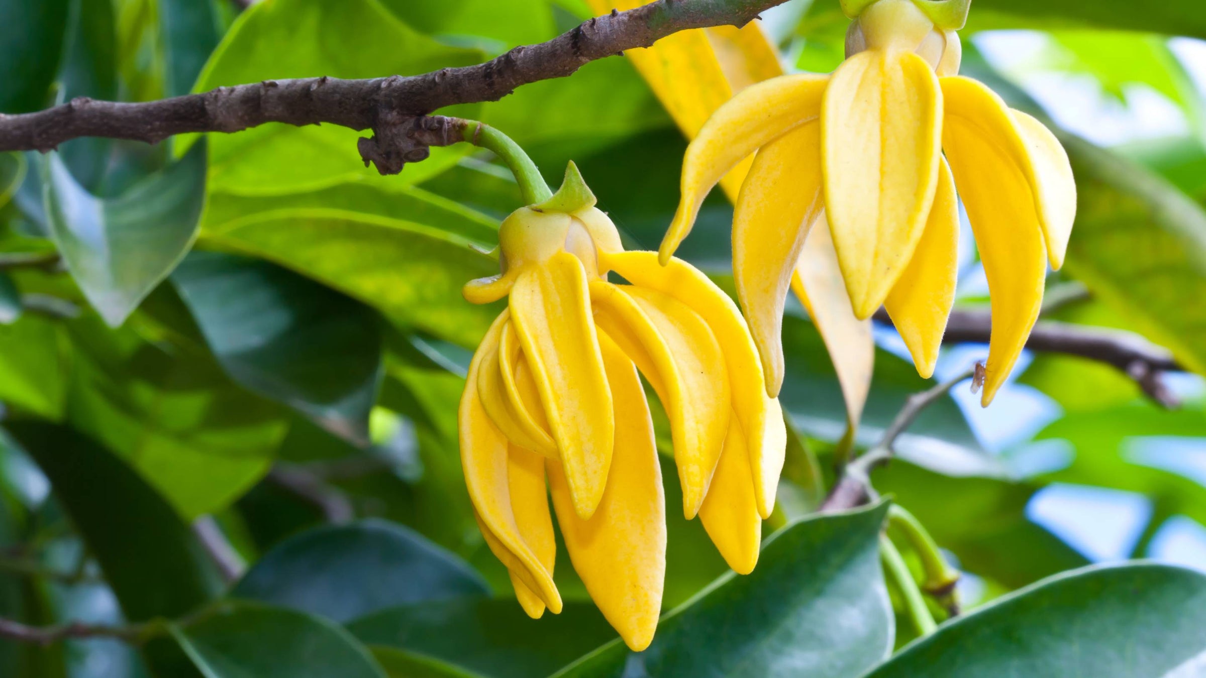 Yellow ylang ylang flower on a tree