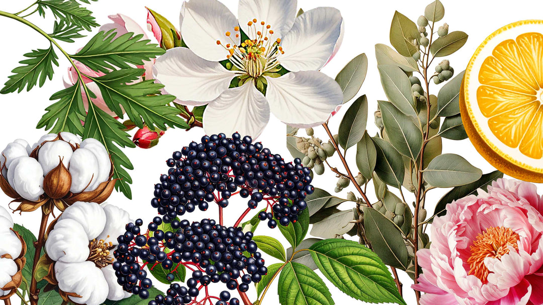 A mixture of fragrance family graphics