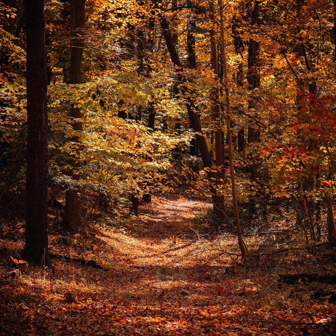 Autumnal forest scene full of russet leaves