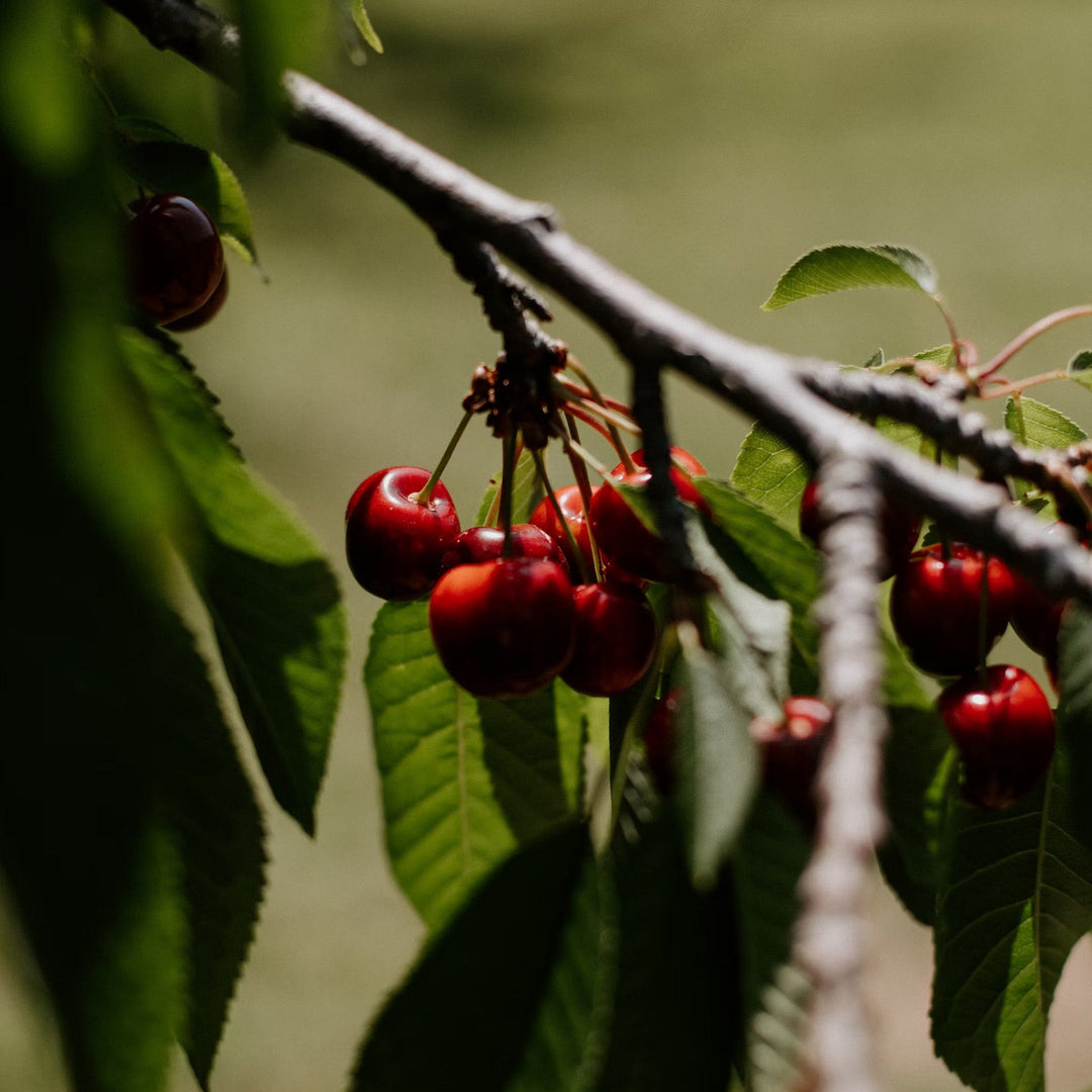 Bunch of cherries on a tree