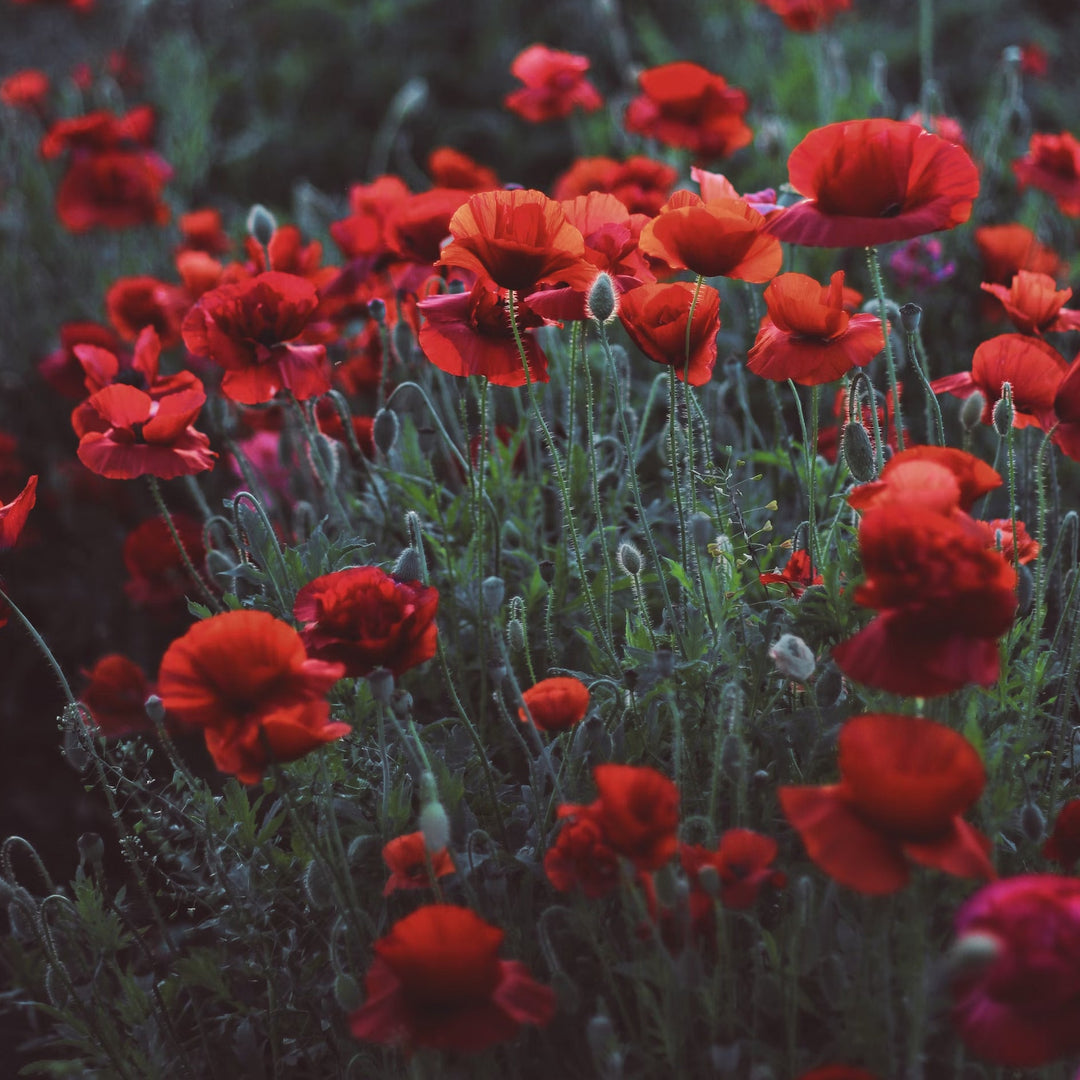 Red poppy flowers in a shadowy field