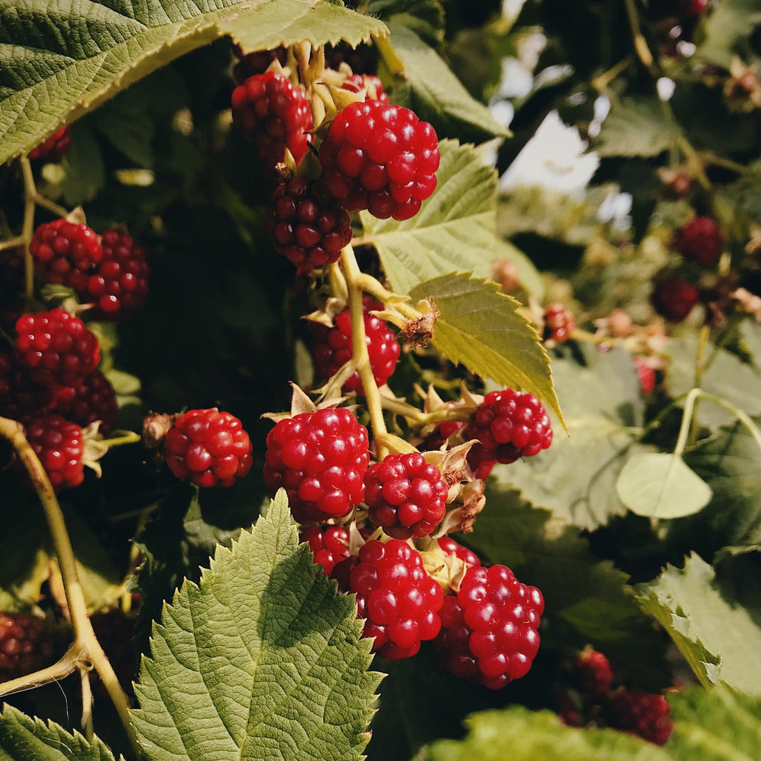 Close up of red raspberries growing on a bush