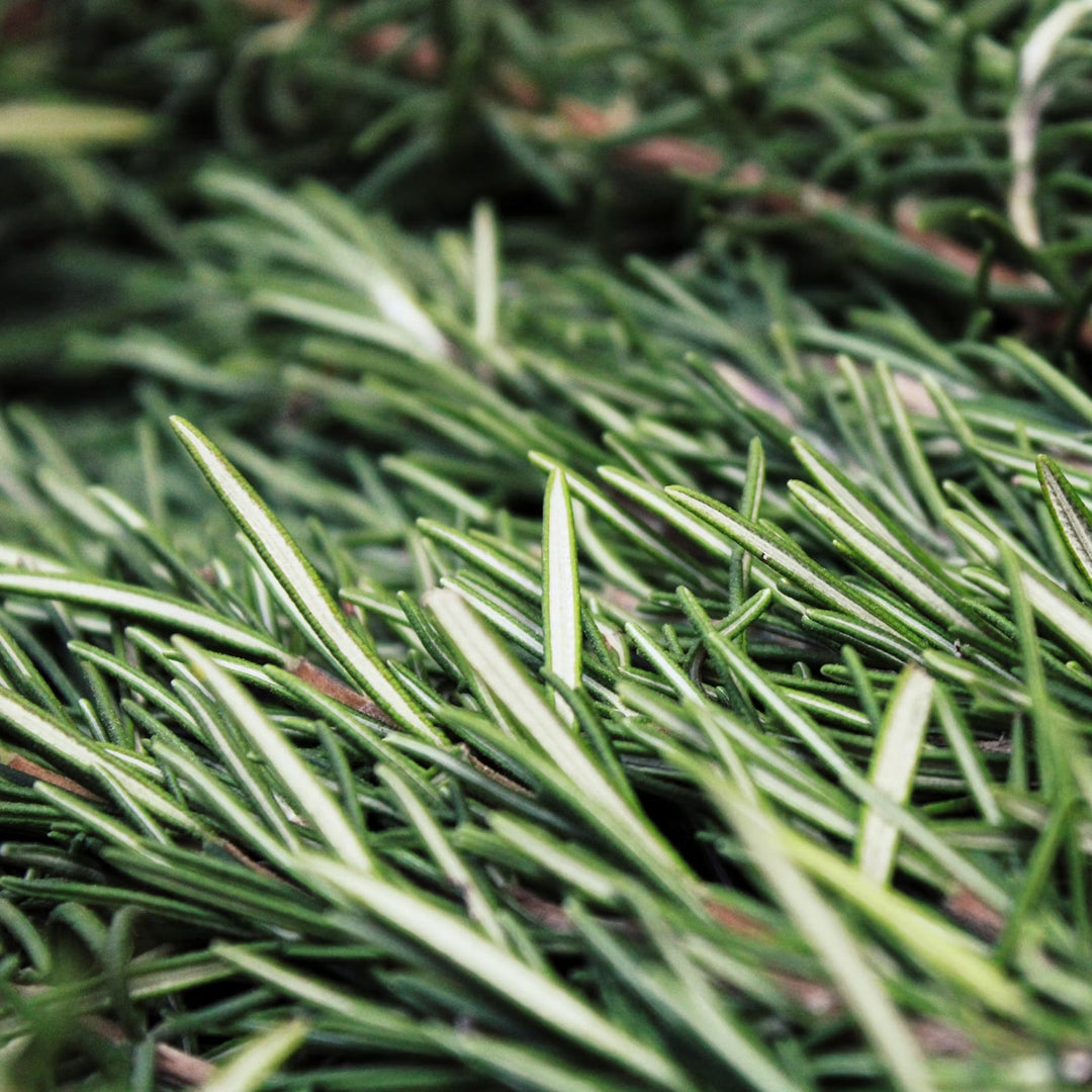 Close up of green thin rosemary