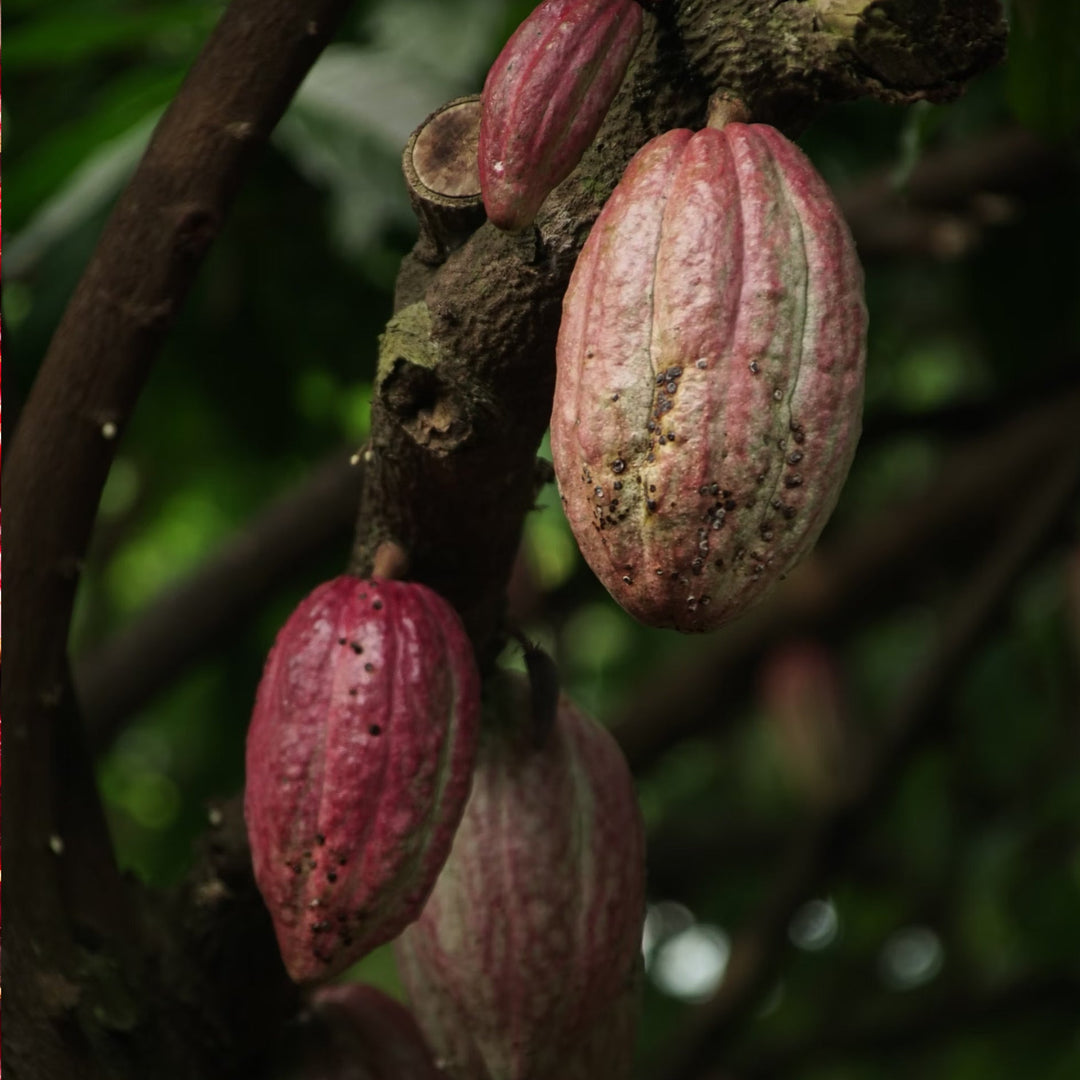 Cocoa pods in a forest