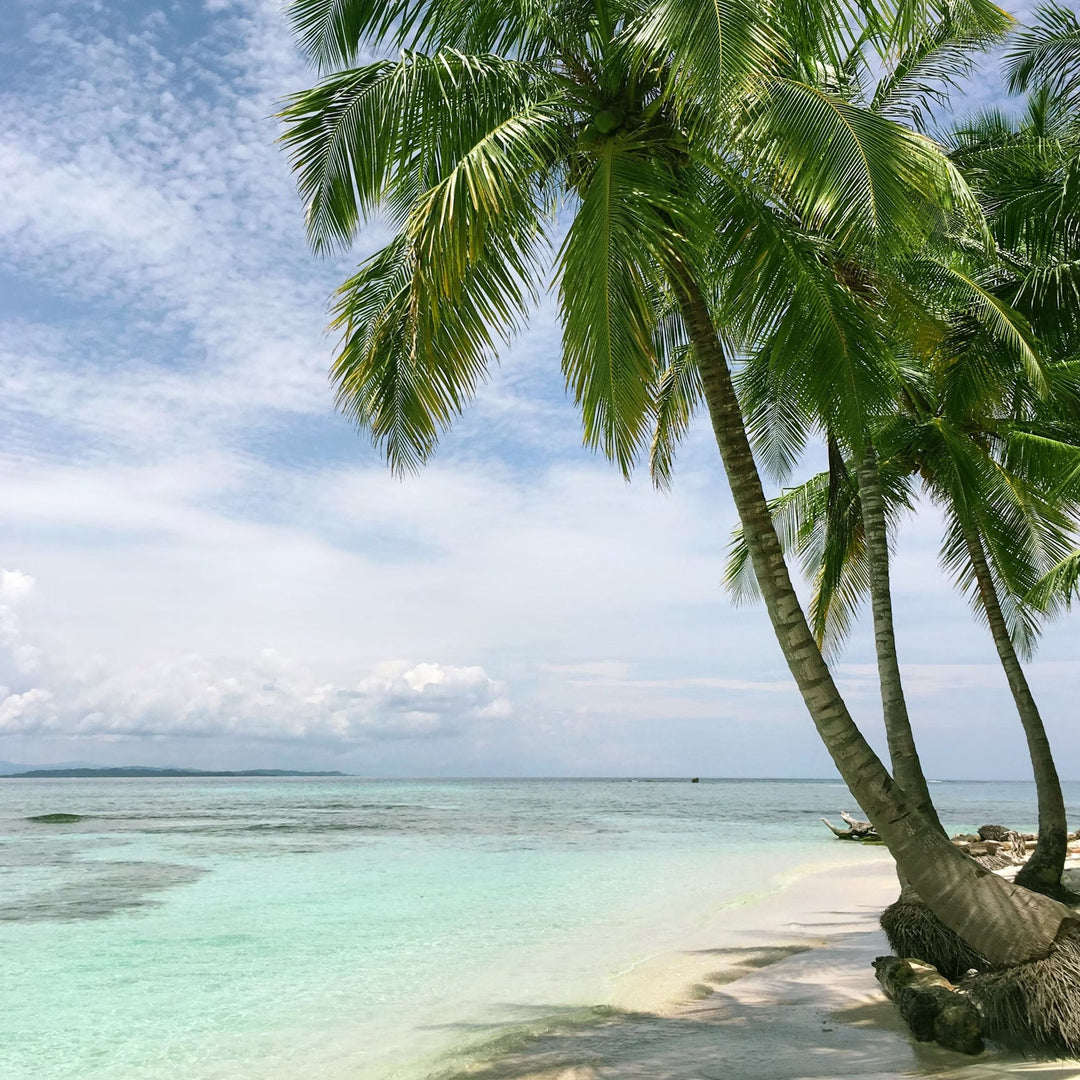 Palm tree growing on a beach next to blue waters