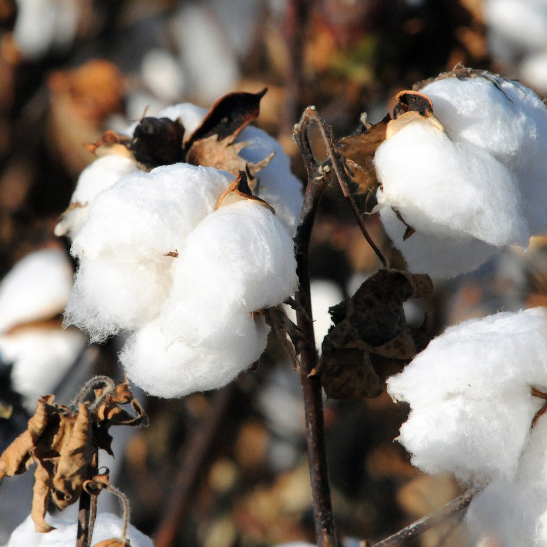 Close up of cotton flowers