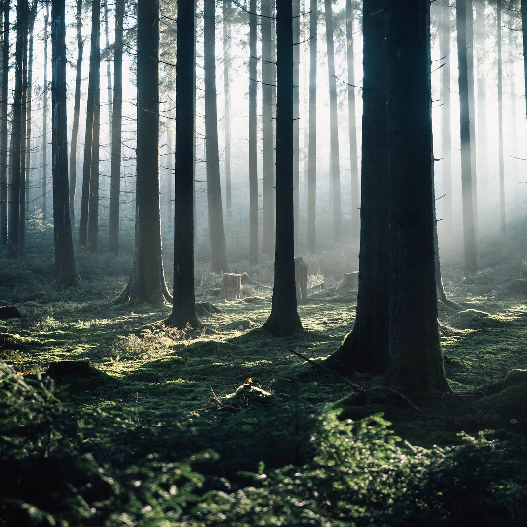 Forest with tall trees and a mossy green floor