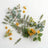 Green & Botanical