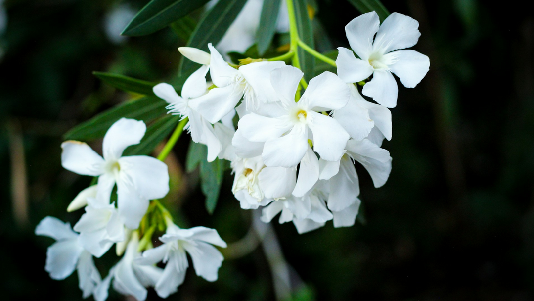 Floral Lamp Fragrance