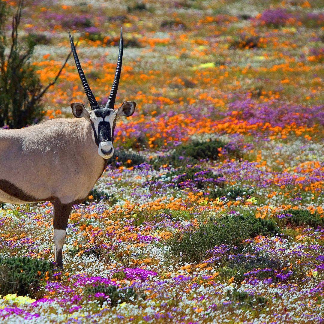 Oryx against a carpet of bright flowers