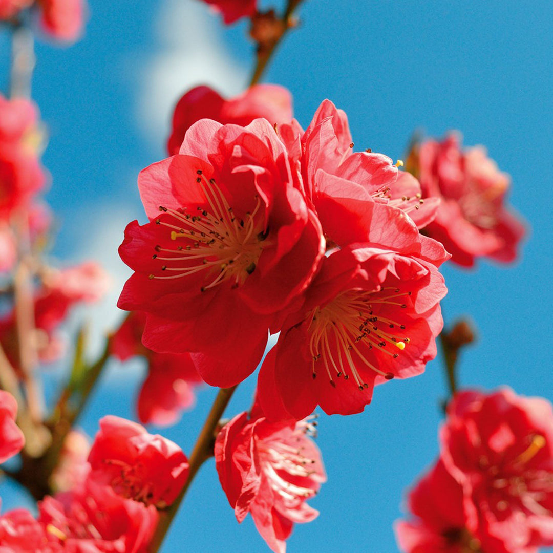 Pink peach blossoms against a blue sky