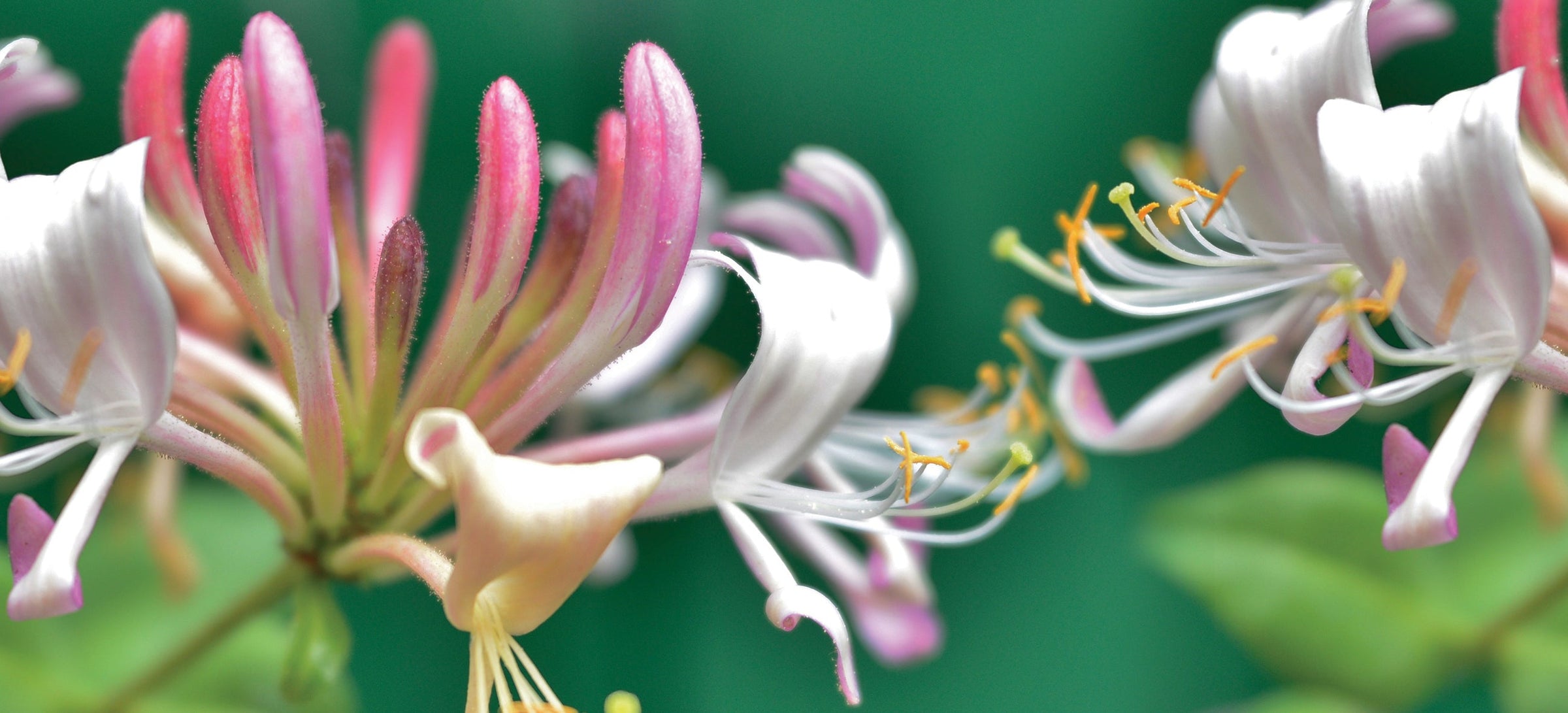 Honeysuckle Blooms fragrance image