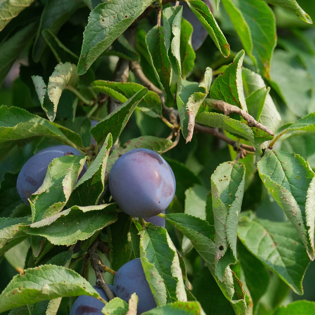 Dark purple damsons growing on a tree