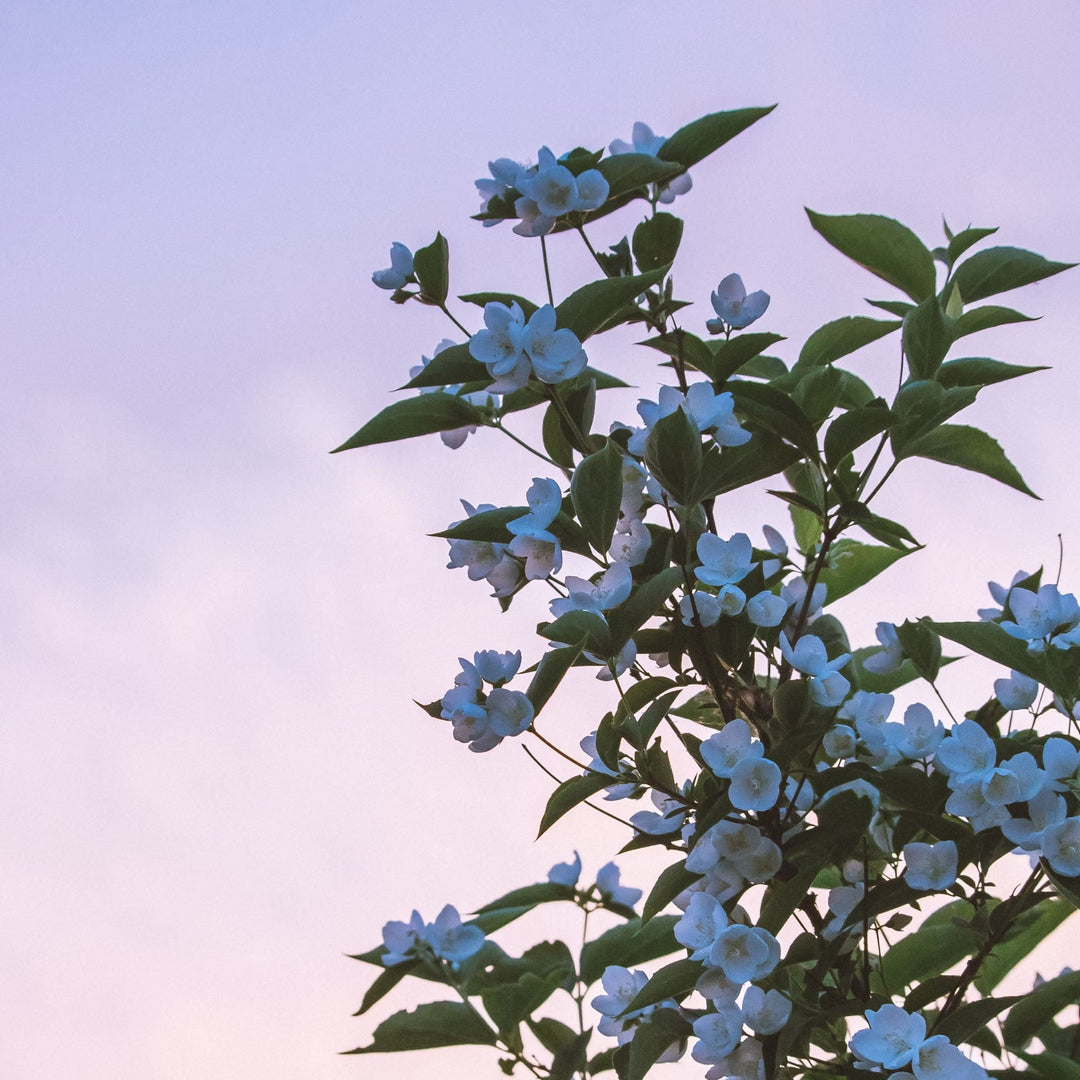 White flowers against a dusky sky