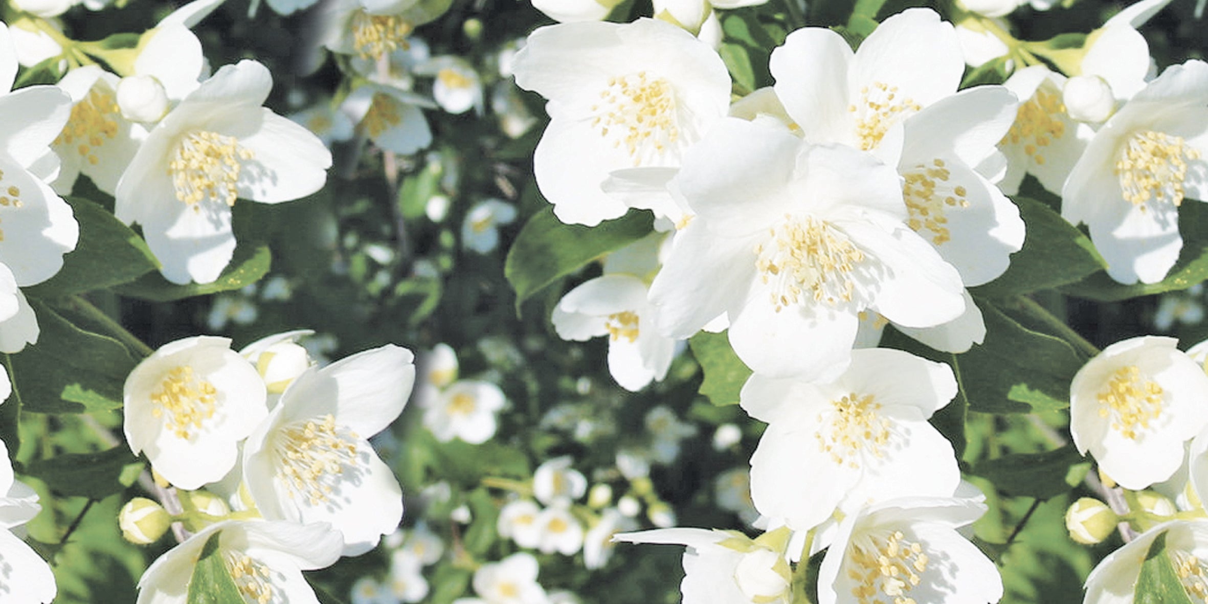 Jasmine & Tuberose fragrance image