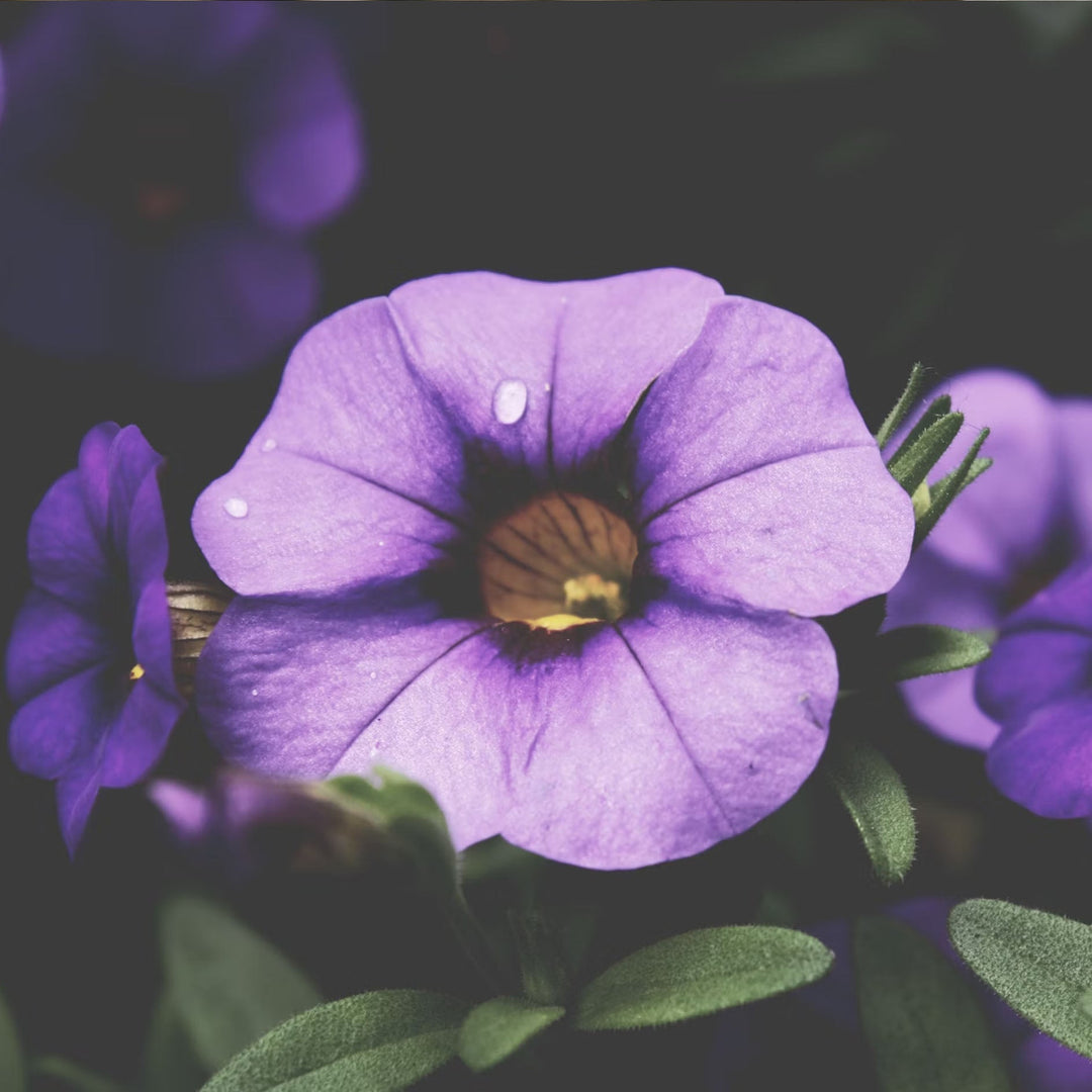 Close up of purple violet flowers