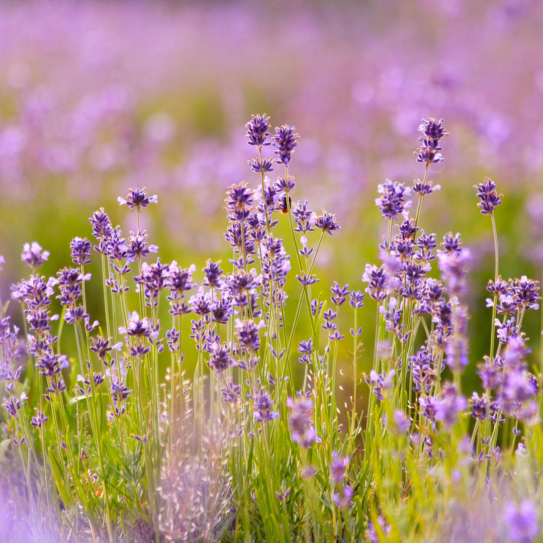 Lavender flowers in a field