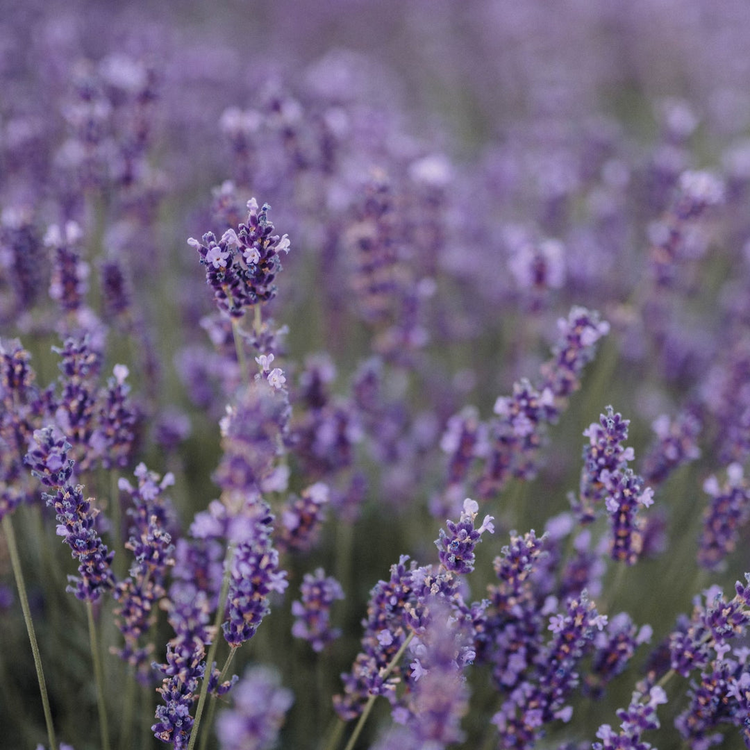 Lavender flowers growing in a field