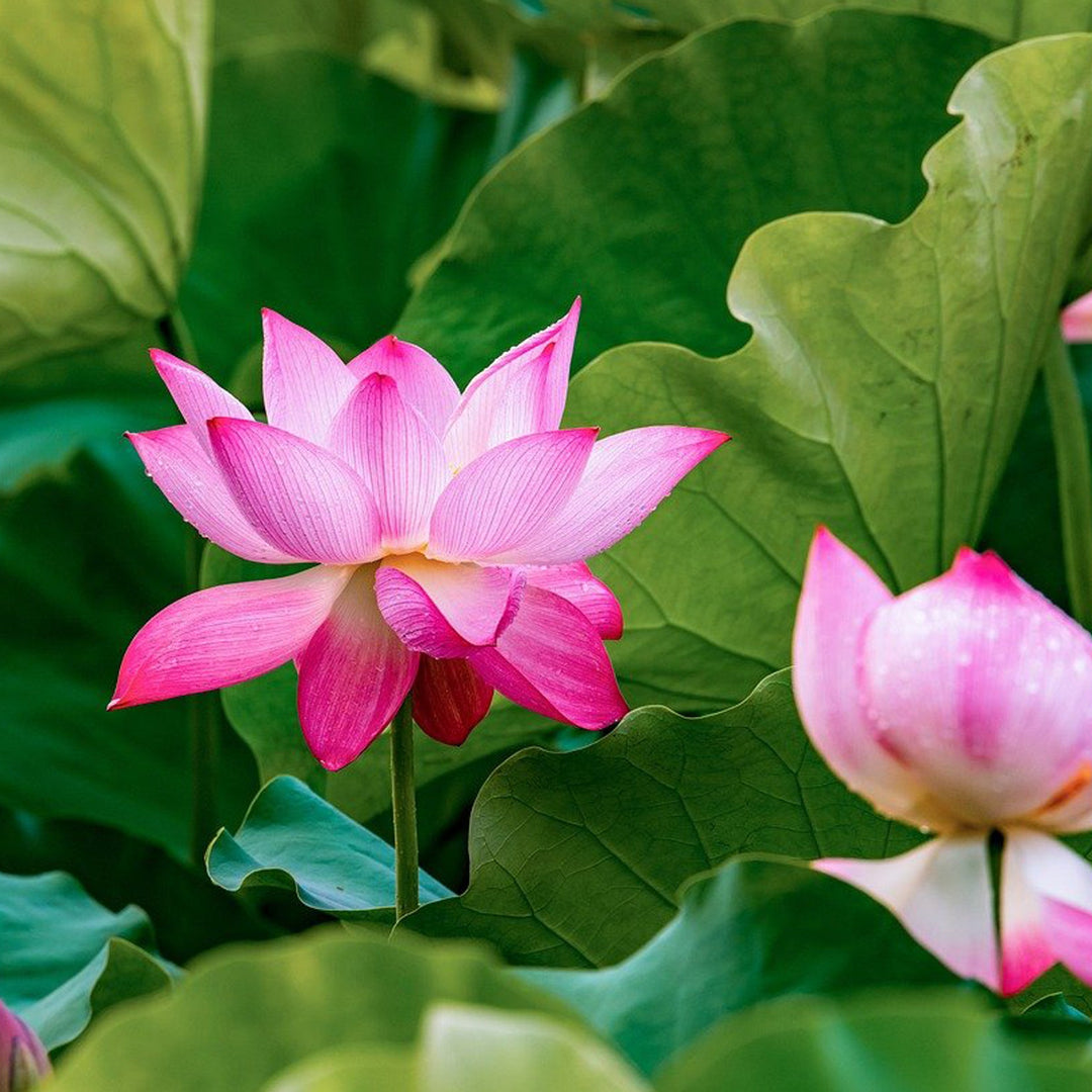 Pink lotus flowers against green leaves