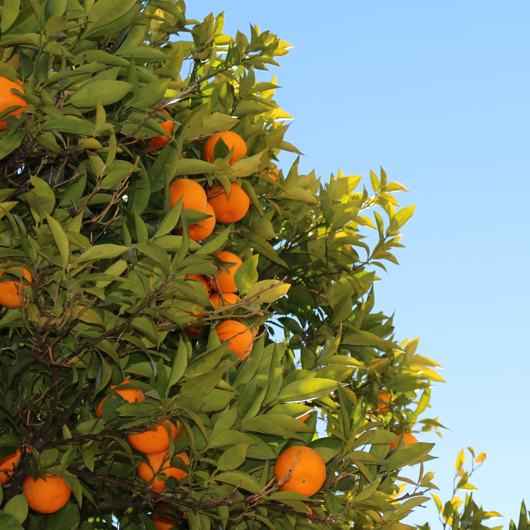 Mandarin fruits growing on a tree