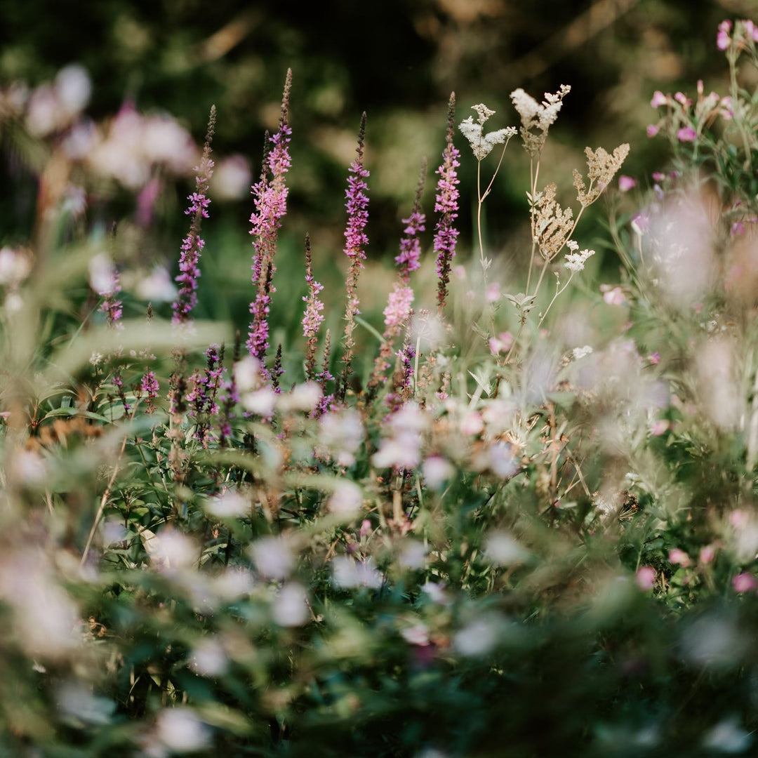 Eye-level view of a field of wildflowers