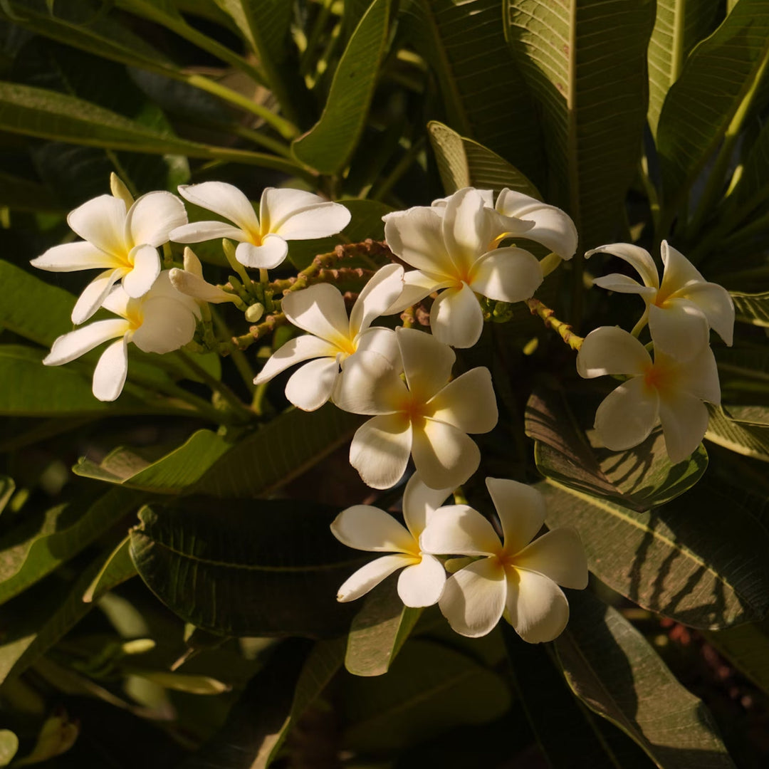 Frangipani flowers growing in the sunlight