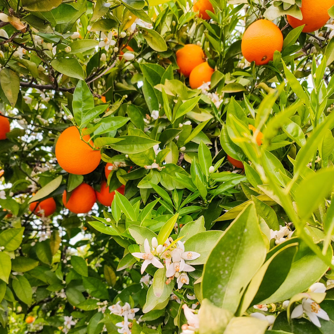 Oranges and orange blossoms on a tree