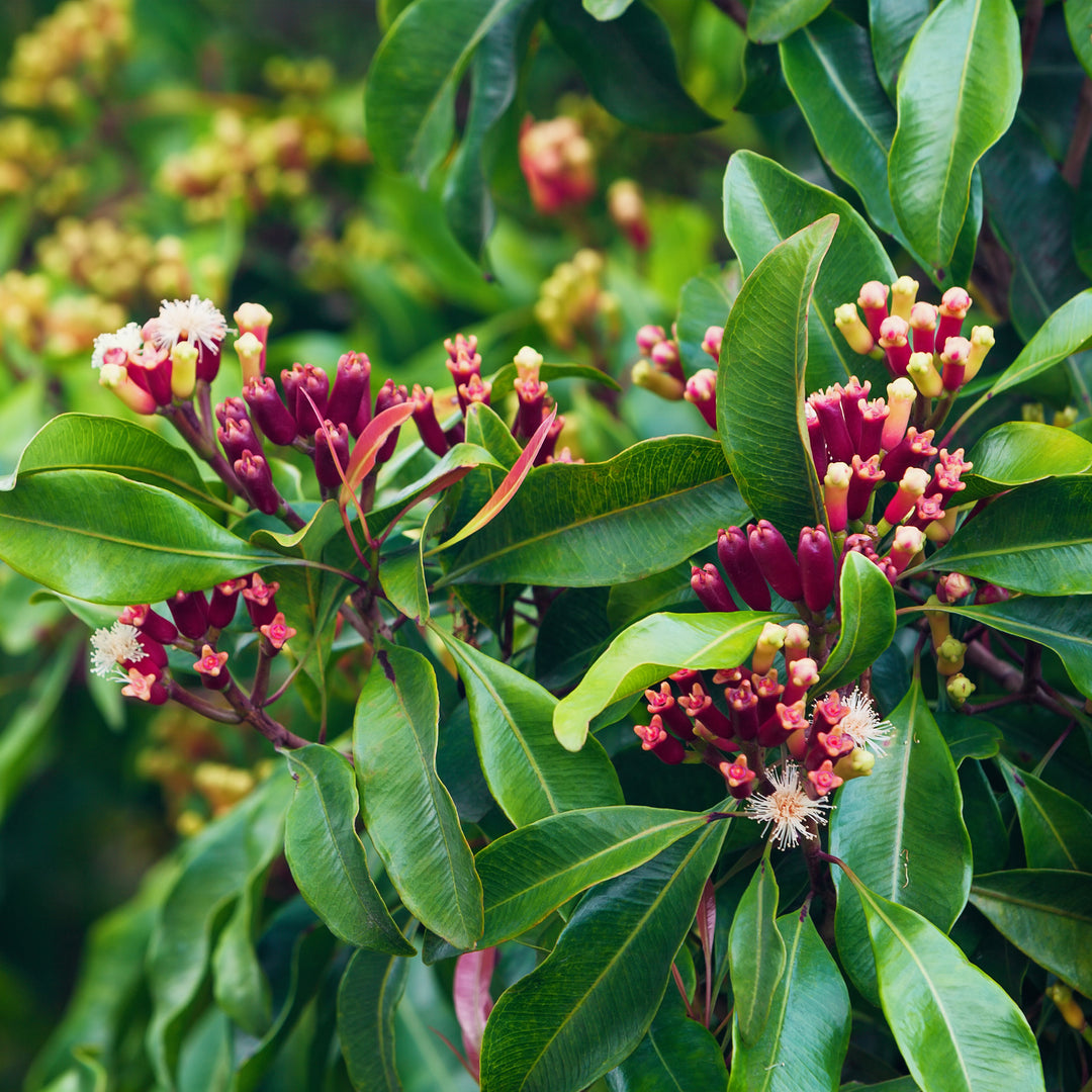 Clove flowers in Indonesia