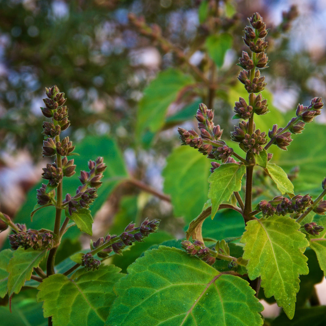 Patchouli plants with purple flowers and green leaves