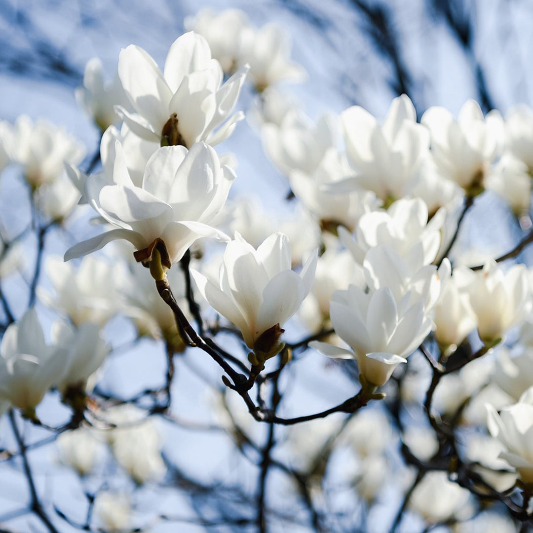 Magnolia flowers against a pale blue sky