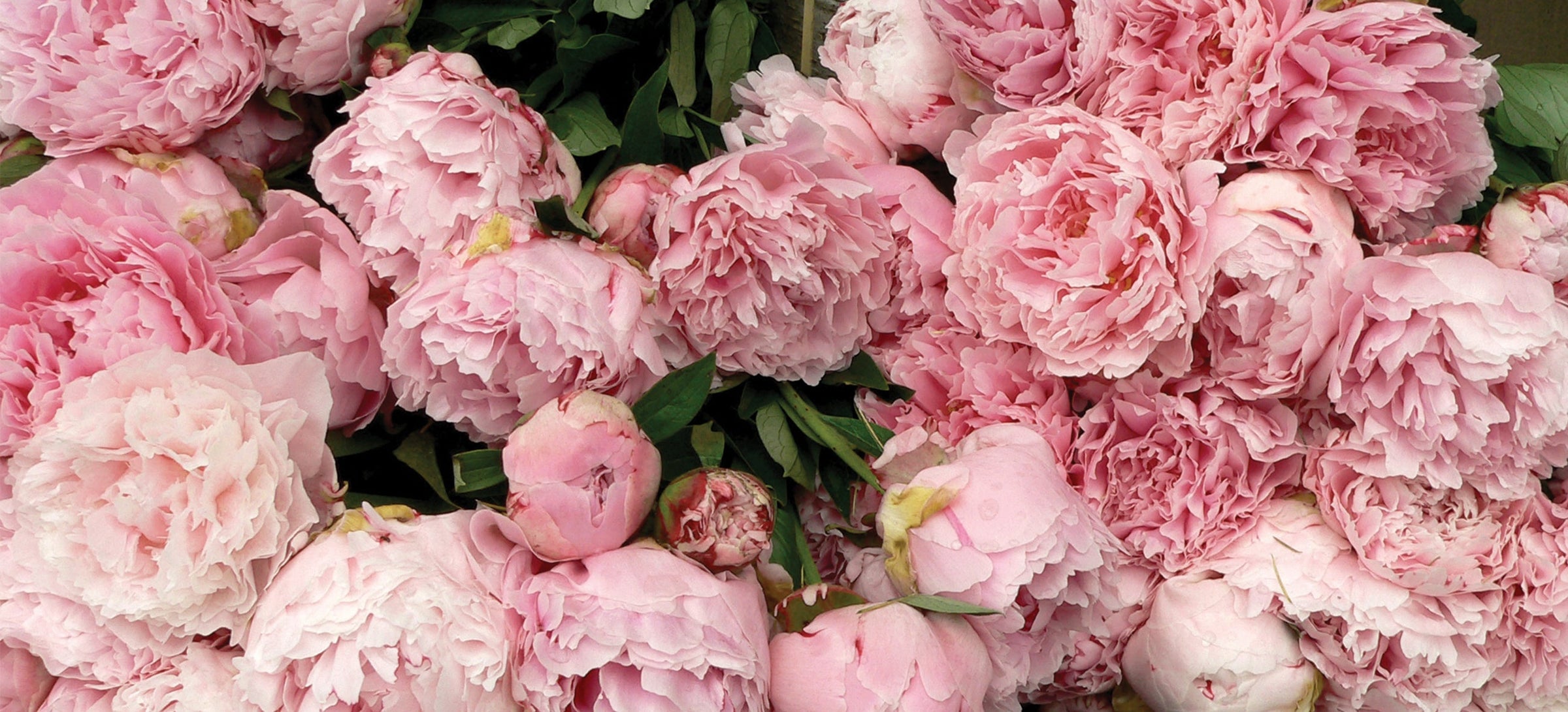 Peony fragrance image