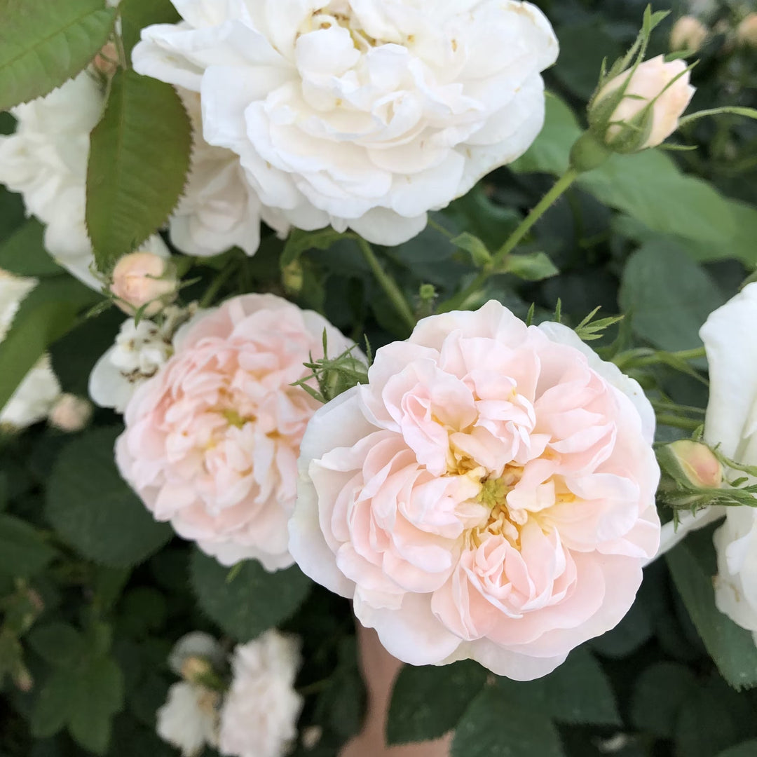 Light pink peony flowers growing on a bush