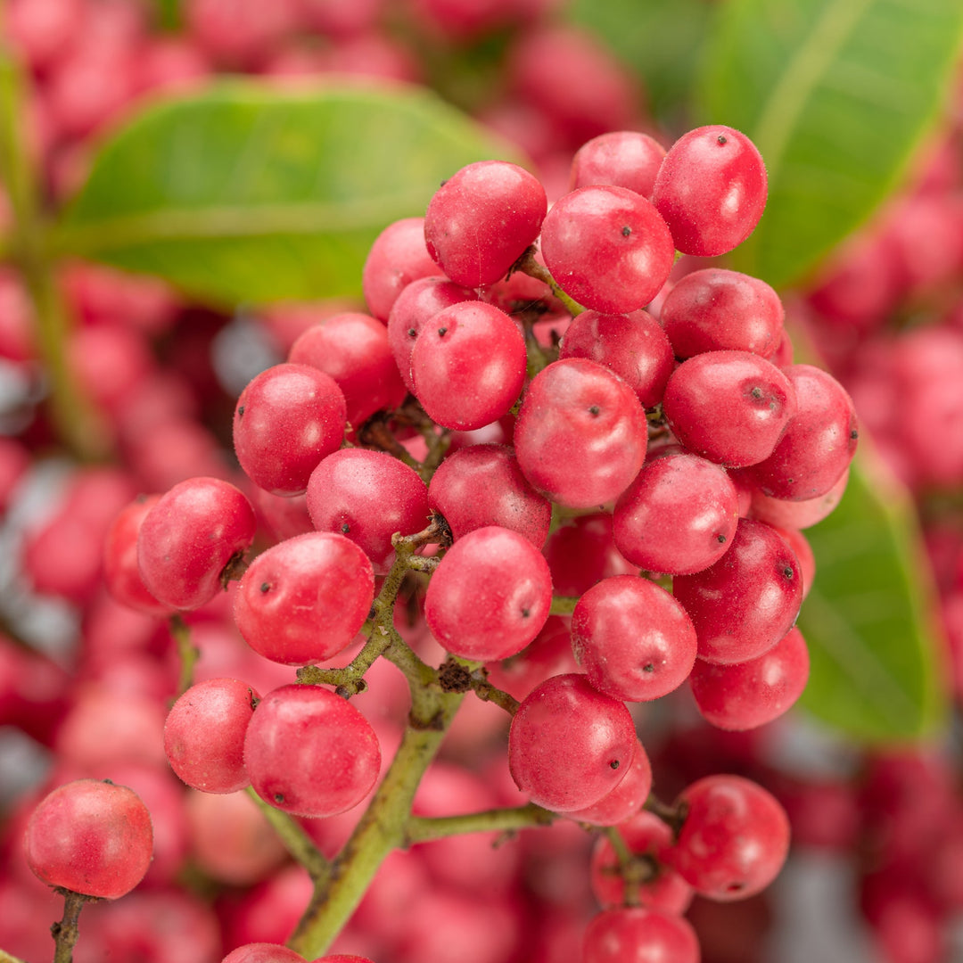 Pink peppercorns growing against green leaves