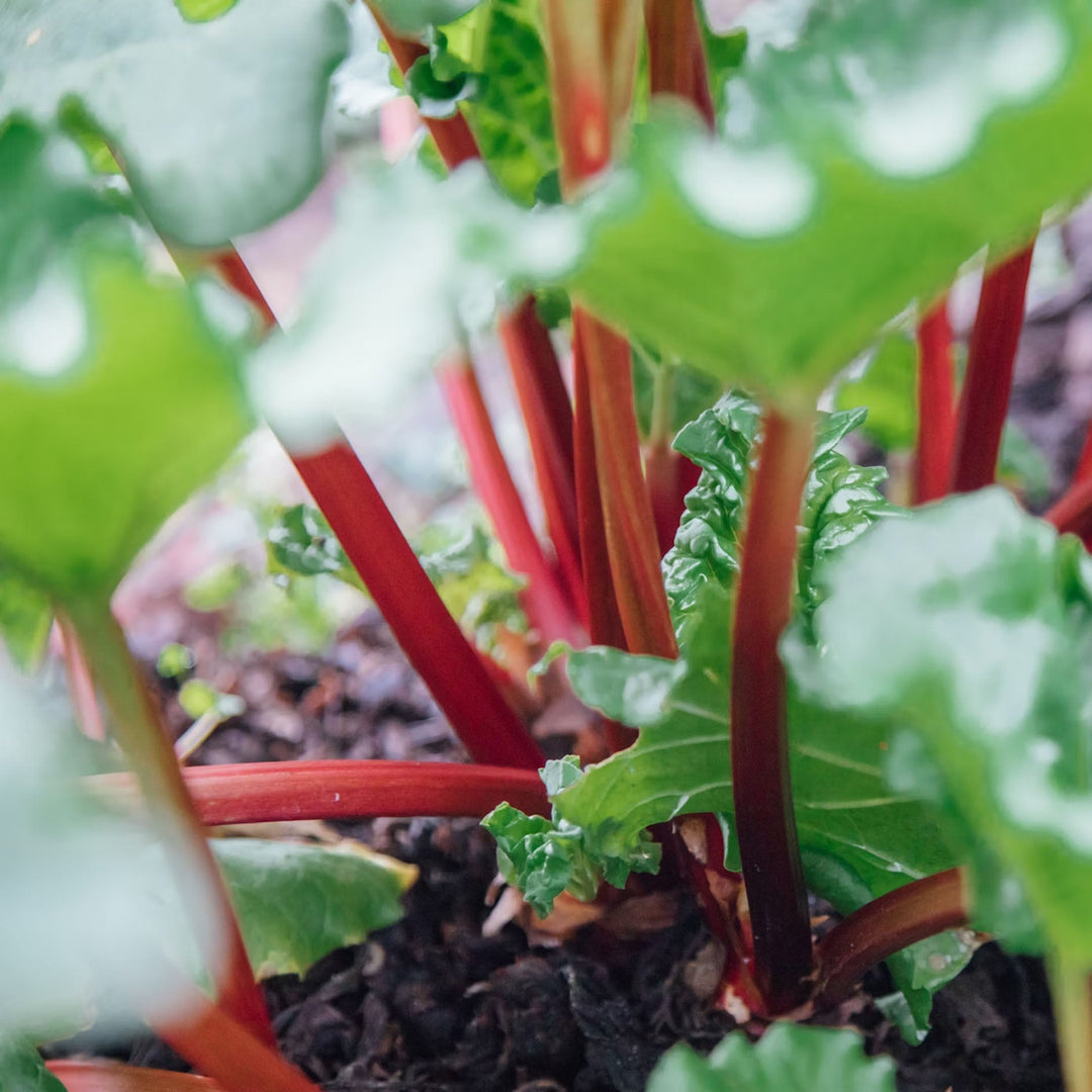 Close up of pink stems of rhubarb in the soil