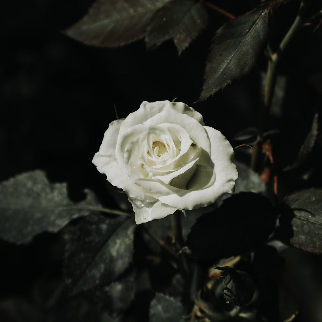 White rose against dark leaves